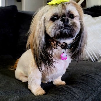 Cradled Pups - Pet Groomers Near Me