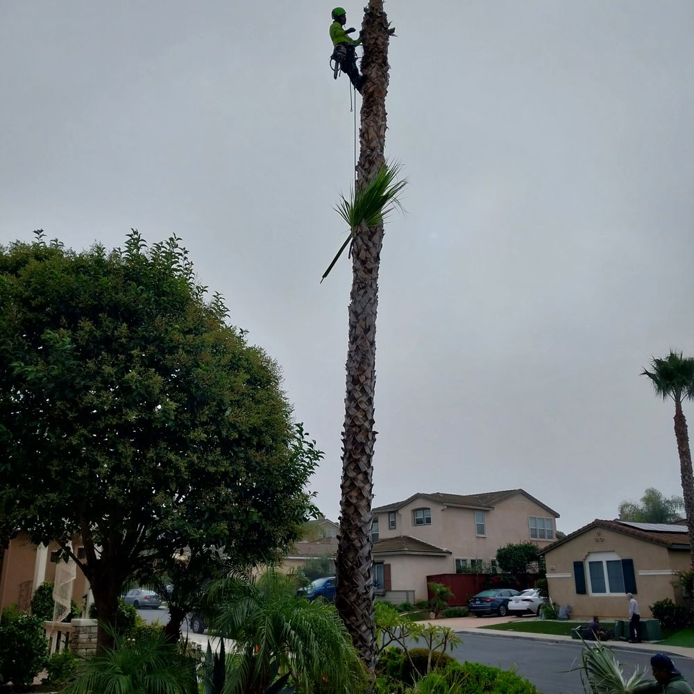 Premium Tree Services & Construccion - Tree Services Near Me Premium Tree Services & Construccion - Tree Services Near Me