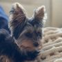 Island Dog Pet Grooming