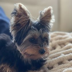 Island Dog Pet Grooming - Mr Bink.