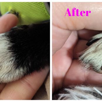 Lodi Grooming - Before and after in 2 minutes flat! - Pet Groomers Near Me - Woodbridge, California Lodi Grooming - Before and after in 2 minutes flat! - Pet Groomers Near Me - Woodbridge, California