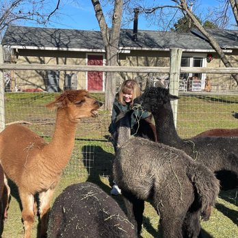 Loomis Alpacas - Attraction Farms Near Me - Loomis, California Loomis Alpacas - Attraction Farms Near Me - Loomis, California