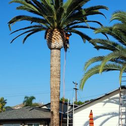 A Tree Surgeon