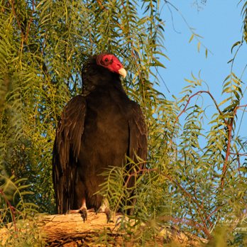 Lake Perris - Turkey vulture - Parks Near Me - Perris, California Lake Perris - Turkey vulture - Parks Near Me - Perris, California