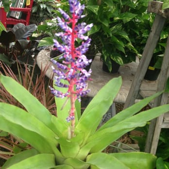 Tom's Thumb by Cornelius Nursery - Bromeliad - Nurseries & Gardening Near Me - Galveston, Texas Tom's Thumb by Cornelius Nursery - Bromeliad - Nurseries & Gardening Near Me - Galveston, Texas
