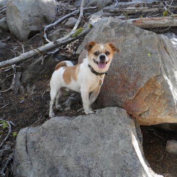 The Very Leashed - Rock climbing! - Pet Sitting Near Me The Very Leashed - Rock climbing! - Pet Sitting Near Me