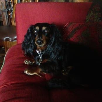 The Groome Inn - Leila is the most wonderful greeter. - Venues & Event Spaces Near Me - Greensboro, North Carolina The Groome Inn - Leila is the most wonderful greeter. - Venues & Event Spaces Near Me - Greensboro, North Carolina