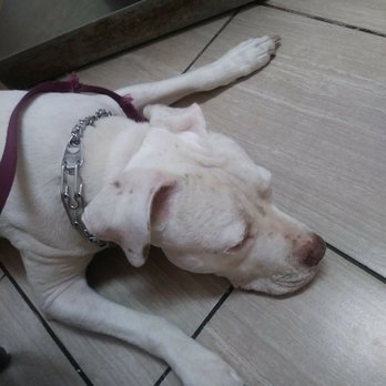 affordable animal clinic long beach