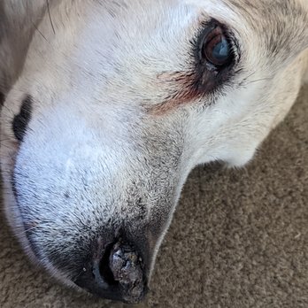 VCA Central Animal Hospital - Bullseye: 15 wonderful years. You will be missed. - Veterinarians Near Me - Upland, California