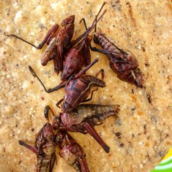 El Oaxaqueño Imports - Chapulines