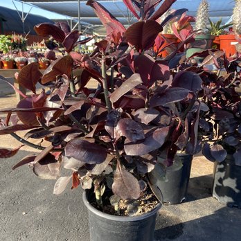 Green Thumb Nursery - Nurseries & Gardening Near Me - San Marcos, California