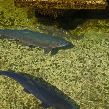 Pequest River Trout Hatchery - Rainbow Trout - Hiking Near Me - Oxford Township, New Jersey Pequest River Trout Hatchery - Rainbow Trout - Hiking Near Me - Oxford Township, New Jersey