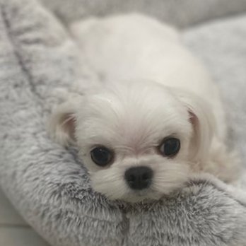Pretty Paw - Pet Groomers Near Me - Chandler, Arizona