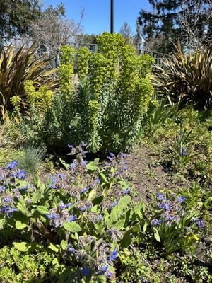 Luther Burbank Home & Gardens by null