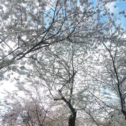 Cherry blossoms.