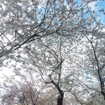 Japanese Gardens - Cherry blossoms. - Parks Near Me - Buffalo, New York