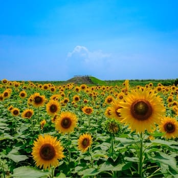 柳川ひまわり園 Parks 柳川市 福岡県 Japan Yelp