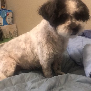 PetSmart - His curls and fluffiness are gone - Pet Stores Near Me - Arlington, Texas