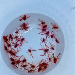 Gordo Banks Pangas - Red crab caught for bait