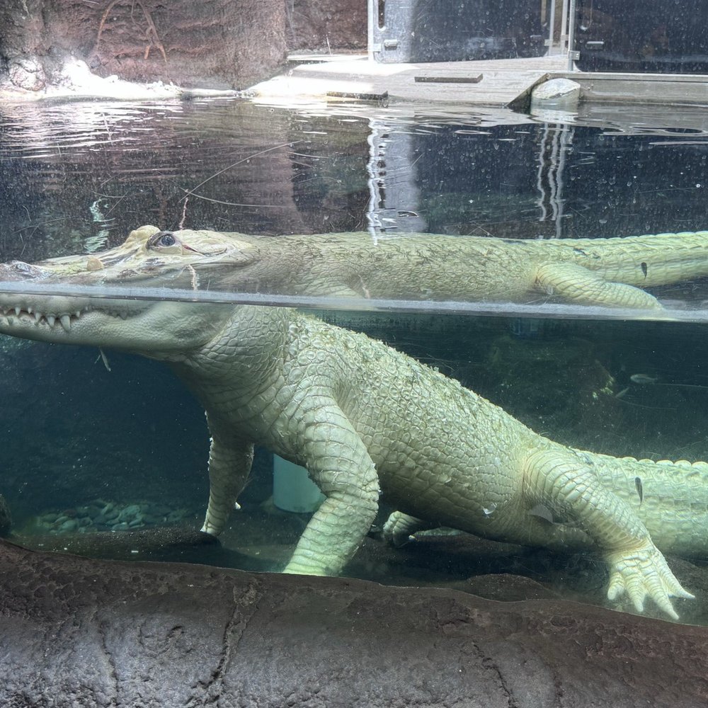 Audubon Aquarium - Albino alligator - Aquariums Near Me - New Orleans, Louisiana Audubon Aquarium - Albino alligator - Aquariums Near Me - New Orleans, Louisiana