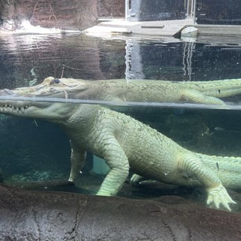 Audubon Aquarium - Albino alligator - Aquariums Near Me - New Orleans, Louisiana Audubon Aquarium - Albino alligator - Aquariums Near Me - New Orleans, Louisiana