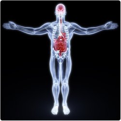 Hansen Chiropractic - Brain - Gut Axis
