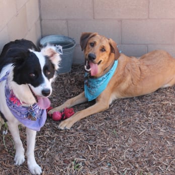 Funny Faces Bed and Biscuit - Pet Sitting Near Me - Hanford, California Funny Faces Bed and Biscuit - Pet Sitting Near Me - Hanford, California