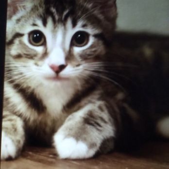 Pasadena Humane - Meet Katy. My friend's new cat. - Animal Shelters Near Me - Pasadena, California