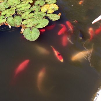 Shade Tree Cafe - Yay for Fishes!!! - Diners Near Me - Broussard, Louisiana Shade Tree Cafe - Yay for Fishes!!! - Diners Near Me - Broussard, Louisiana