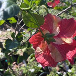 The Hidden Gem Nursery