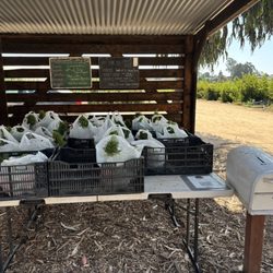 Halcyon Farms