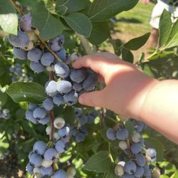 Bartlett's Blueberry Farm