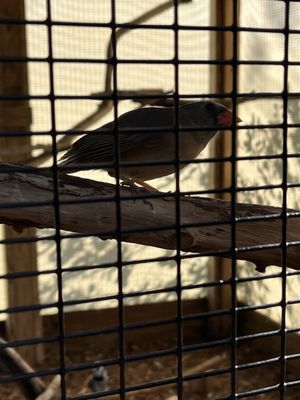 Wild Bird Sanctuary - Florida Keys Wild Bird Center by null
