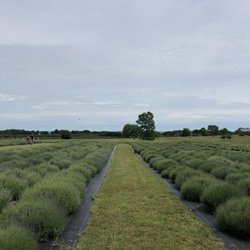 Harbor View Lavender Farm
