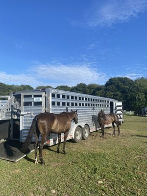 Newport Polo by null