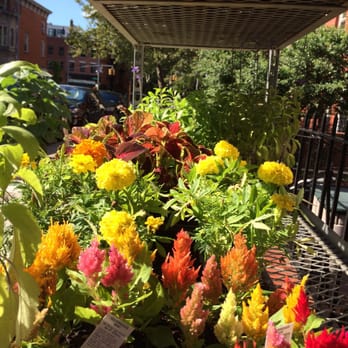 Gardel's Garden - Row of greenery - Nurseries & Gardening Near Me - Brooklyn, New York