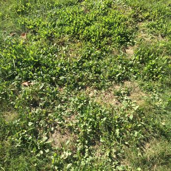 TruGreen Lawn Care - I keep calling to spay for weeds... there doing a great job - Tree Services Near Me - Chicopee, Massachusetts TruGreen Lawn Care - I keep calling to spay for weeds... there doing a great job - Tree Services Near Me - Chicopee, Massachusetts