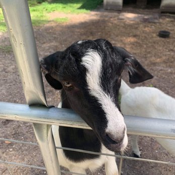 Beasley Farm - Sweet little goat - Farms Near Me - Brooksville, Florida