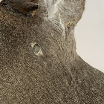 Johnson's Taxidermy - Hole in the hide - Taxidermy Near Me - Gallatin, Tennessee Johnson's Taxidermy - Hole in the hide - Taxidermy Near Me - Gallatin, Tennessee