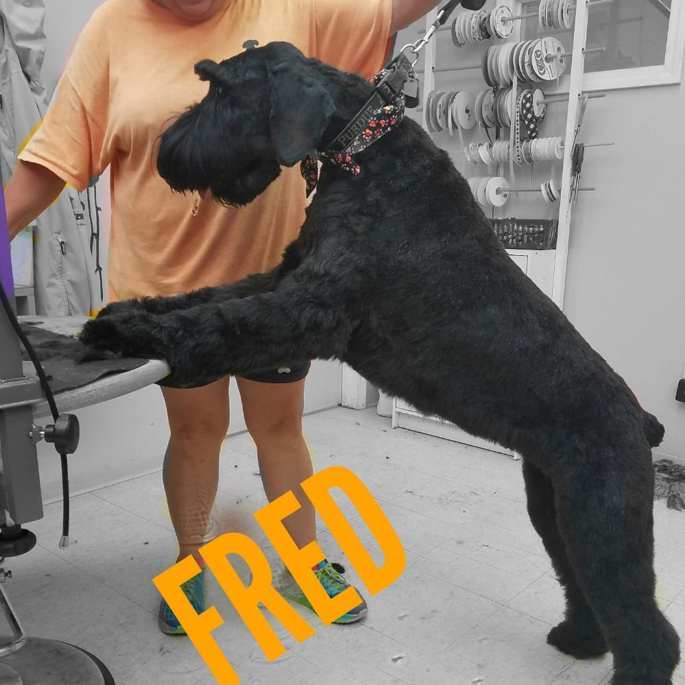 DOGGIE STYLES Updated August 2024 53 Photos & 12 Reviews 1305 W