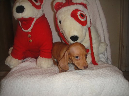 darlin desert dachshunds