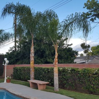 Sergios Tree Service - Palm Trees and hedges. - Tree Services Near Me - Rancho Cucamonga, California Sergios Tree Service - Palm Trees and hedges. - Tree Services Near Me - Rancho Cucamonga, California