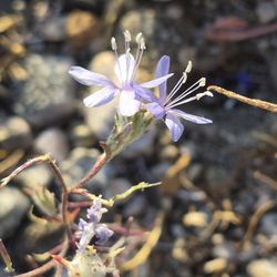 Blalock Wildlife Sanctuary - Wildflowers