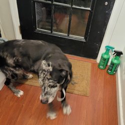 De Barros Chiropractic Clinic - Happy Cato! He can walk and run now because of Dr. DeBarros