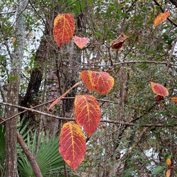 Big Shoals State Park - Hiking Near Me - White Springs, Florida Big Shoals State Park - Hiking Near Me - White Springs, Florida