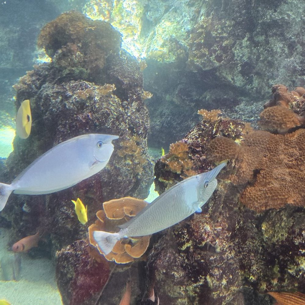 Maui Ocean Center - Aquariums Near Me - Wailuku, Hawaii Maui Ocean Center - Aquariums Near Me - Wailuku, Hawaii