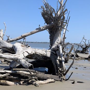 Driftwood Beach - Beaches Near Me - Jekyll Island, Georgia Driftwood Beach - Beaches Near Me - Jekyll Island, Georgia