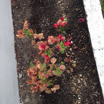 Lighthouse Garden Center - I'm supposed to have people over my house and have this in the front of my house?!? - Nurseries & Gardening Near Me - Miami, Florida