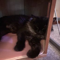 Onyxia (formerly Buddy Guy) napping and making biscuits in her new kitty hideaway!