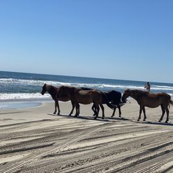 Carova Beach Park and Boat Ramp
